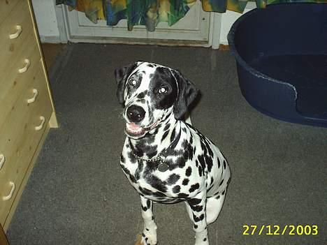 Dalmatiner Walter ( R.I.P ) - Er jeg bare lige en flot fyr eller hva´????? billede 1
