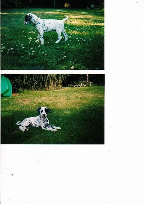 Dalmatiner Walter ( R.I.P ) - Walter 9 uger gammel. billede 2