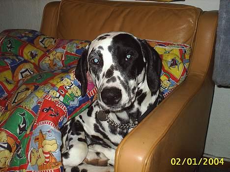 Dalmatiner Walter ( R.I.P ) - Walter efter en kold gåtur...så må man godt hygge sig.*S* billede 3