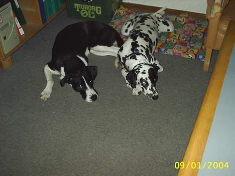 Dalmatiner Walter ( R.I.P ) - Walter og hans "storebror" Tyson. billede 4