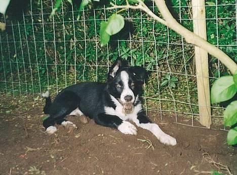 Border collie Indiana Jones "Indi" - RIP - Er jeg ikke bare dejlig billede 6