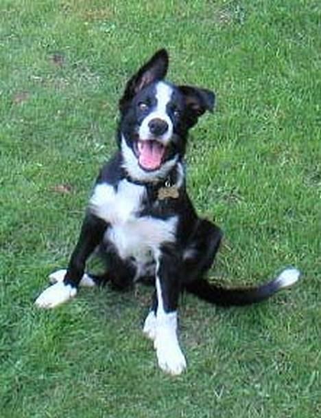 Border collie Indiana Jones "Indi" - RIP - Charmetrolden Indi billede 7