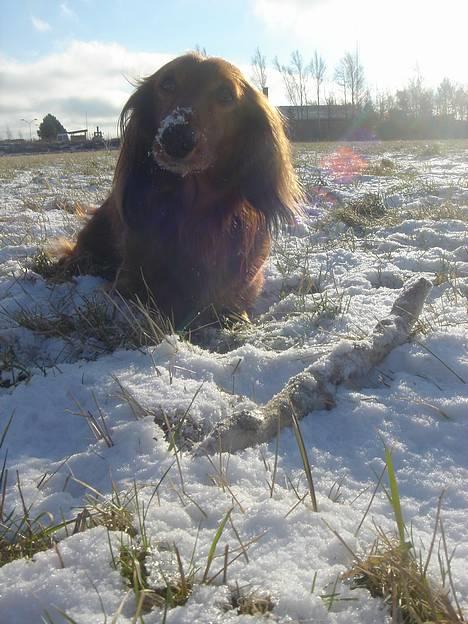 Gravhund Lasse - man skal da ud i snen ikke billede 1