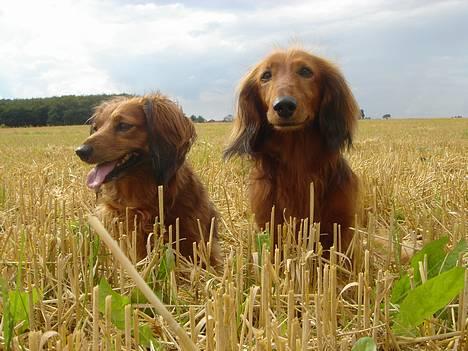 Gravhund Lasse - Lasse og Matilde billede 2