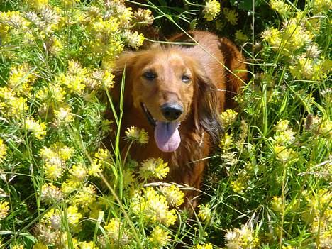 Gravhund Lasse - Ved vandet billede 3