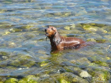 Gravhund Lasse - at gø med vand i munden billede 4