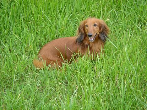 Gravhund Lasse billede 5