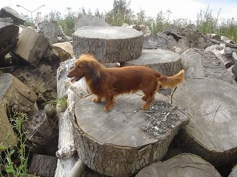 Gravhund Lasse - Skal der leges nu billede 6