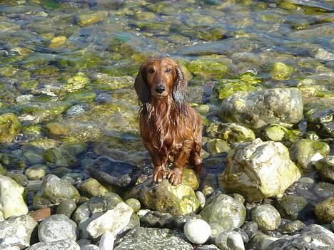 Gravhund Lasse - Ved vandet billede 7