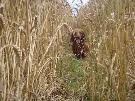 Gravhund Lasse - I marken billede 8