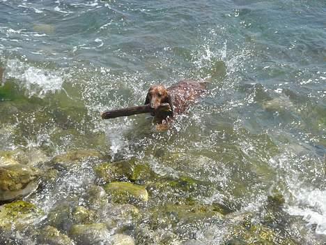 Gravhund Lasse - Elsker at svømme billede 9