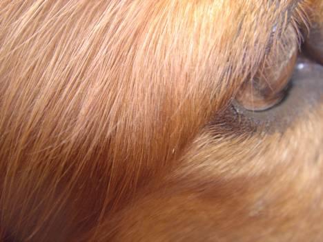 Gravhund Lasse billede 10