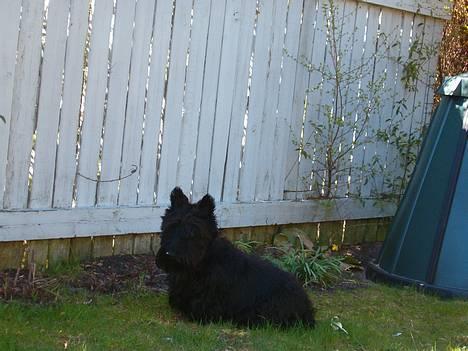 Skotsk terrier Dina *død* - Åhhh ja så slapper man rigtig af her i skyggen billede 1