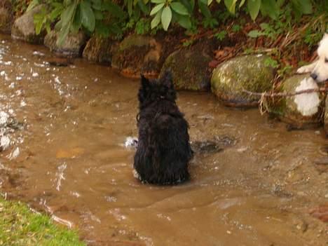 Skotsk terrier Dina *død* - Ja så er vi altså ude og bade, uden at spøge ! ( hehe) billede 3