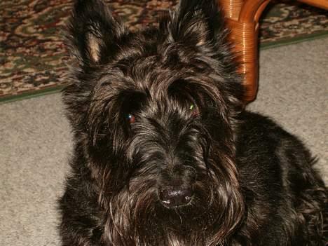 Skotsk terrier Dina *død* - Heyyy Hva har du i gang i ? billede 4