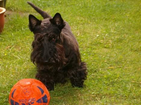 Skotsk terrier Dina *død* - Weee min ynglings bold :D billede 5