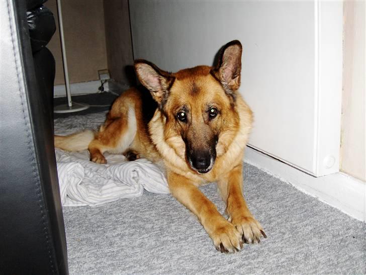 Schæferhund Sitta *DØD* - gammelt billede 1