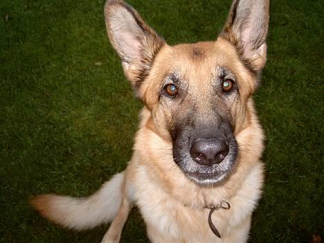 Schæferhund Sitta *DØD* - gammelt billede 2