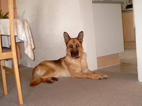 Schæferhund Sitta *DØD* - gammelt billede 3