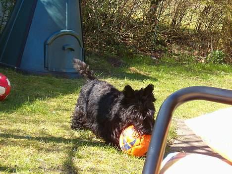 Skotsk terrier Dina *død* - jeg skal nok få dig !!! ( ond latter) billede 6