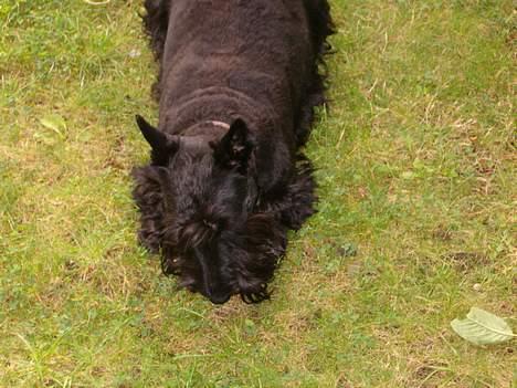 Skotsk terrier Dina *død* - Åhh ha det er en sej boldt ! billede 7