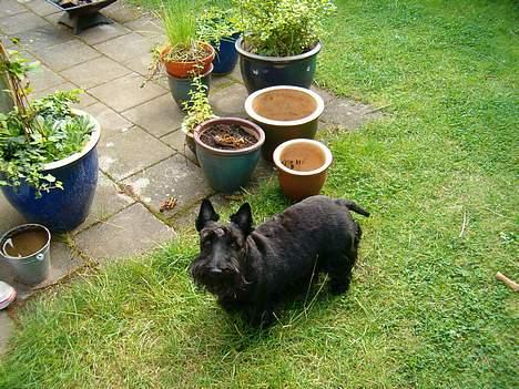 Skotsk terrier Dina *død* - Er jeg ikke sød ! ? billede 2