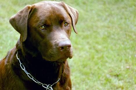 Labrador retriever Anton / Korols Bufas billede 1