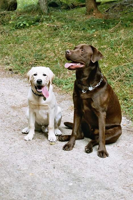 Labrador retriever Anton / Korols Bufas billede 2