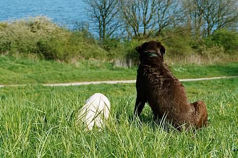 Labrador retriever Anton / Korols Bufas billede 3