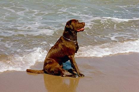 Labrador retriever Anton / Korols Bufas billede 4