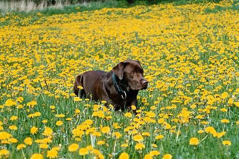 Labrador retriever Anton / Korols Bufas billede 5