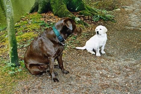 Labrador retriever Anton / Korols Bufas billede 6