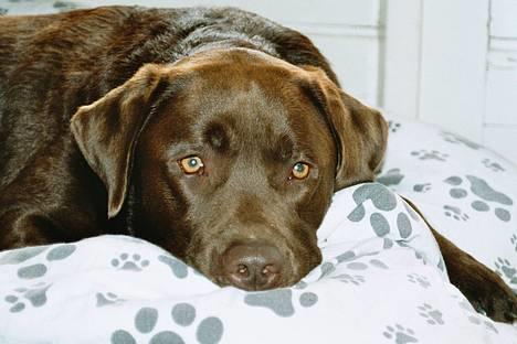Labrador retriever Anton / Korols Bufas billede 7