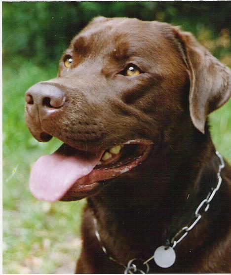 Labrador retriever Anton / Korols Bufas billede 8