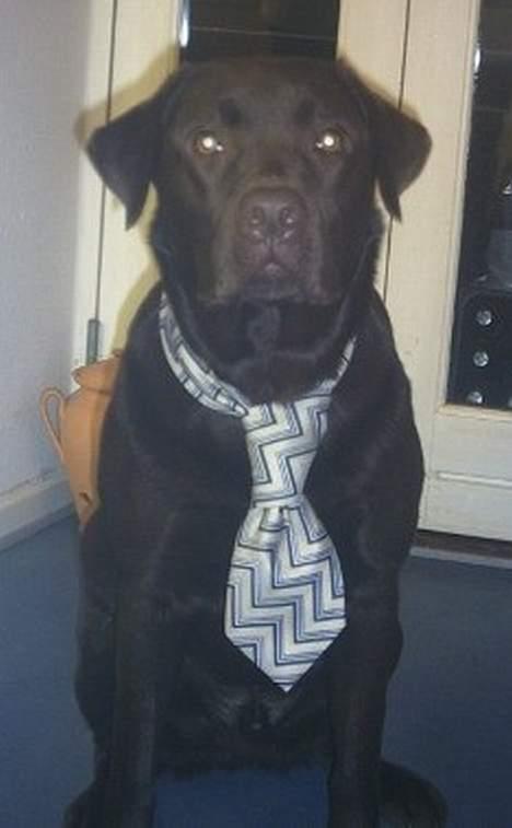 Labrador retriever Anton / Korols Bufas - Så´ det nytår! billede 9