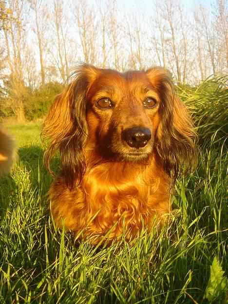 Gravhund Matilde - Hey billede 1