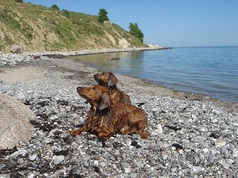 Gravhund Matilde - Lasse og Matide billede 2