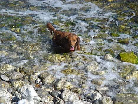 Gravhund Matilde - dejlig tur i vandet billede 3