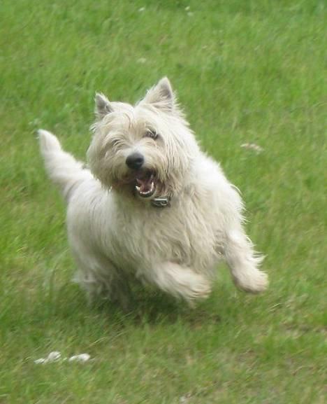 West highland white terrier Gizmo - Gizmo  billede 1