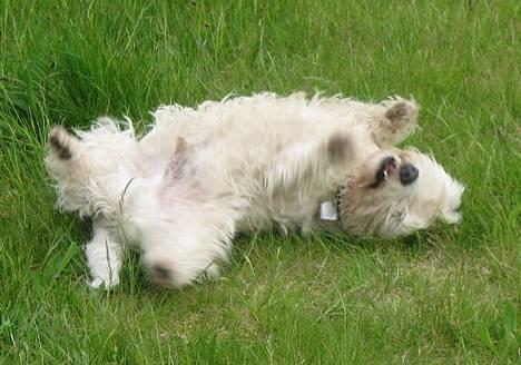 West highland white terrier Gizmo - Rulletur billede 2