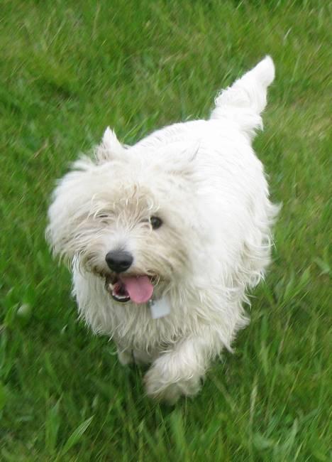 West highland white terrier Gizmo - Uldtot billede 4