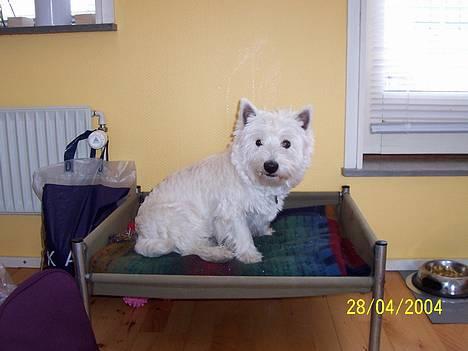 West highland white terrier Gizmo - Gizmo i sin seng billede 5