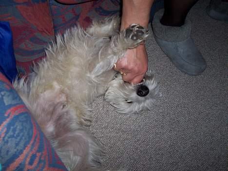 West highland white terrier Gizmo - Faaaaarlig hund billede 7