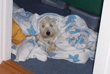 West highland white terrier Gizmo - Man sover bedst i det sengetøj mor lige har taget af....  billede 8