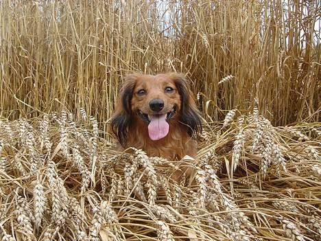 Gravhund Matilde - En tur i marken billede 4