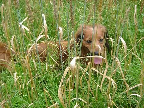 Gravhund Matilde billede 5