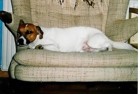 Dansk svensk gaardhund Snip - En meget træt "køtter" billede 1