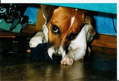 Dansk svensk gaardhund Snip - Uartig...! Er gået ind under sengen.. billede 2