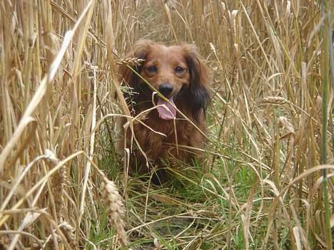 Gravhund Matilde billede 6