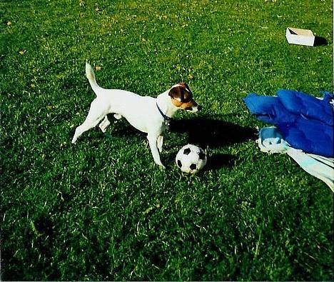 Dansk svensk gaardhund Snip - Lidt yngre Snip..! billede 3